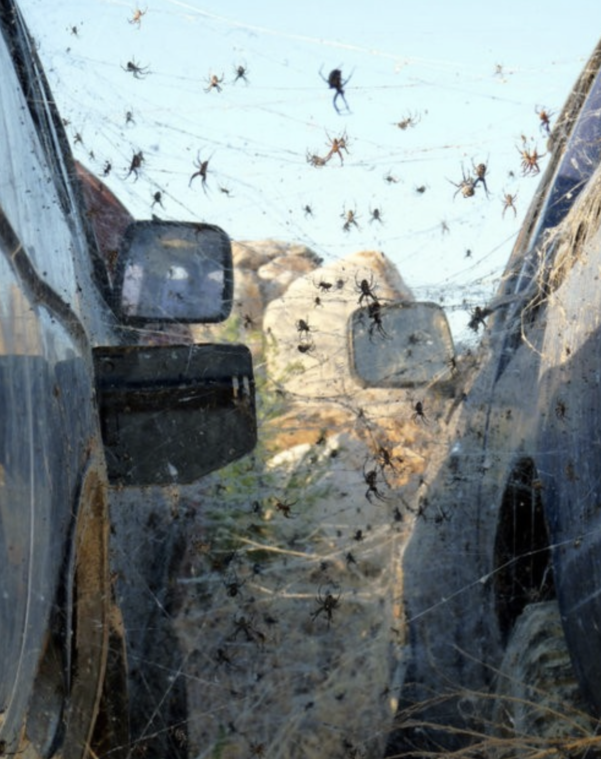 spiders4brains
